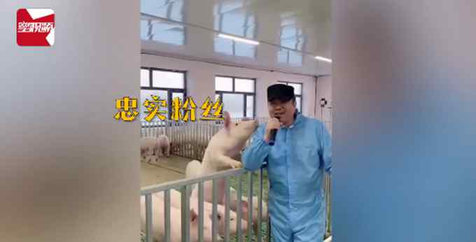 男子猪圈里开“演唱会” 每次唱歌猪超捧场 竟还收获意外“效果”！