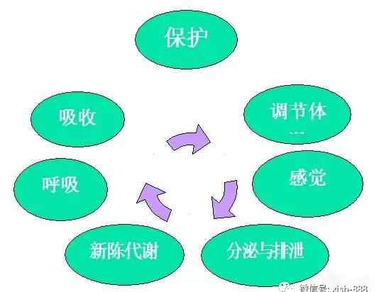 皮肤专业知识26个问题 皮肤专业知识四：皮肤的功能
