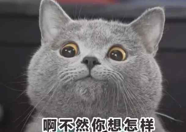 英短什么毛色最贵 蓝猫、加菲到底都是什么猫？教你认清这6个品种