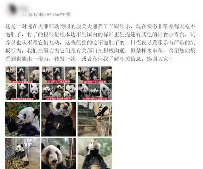 官方回应“旅美大熊猫瘦骨嶙峋”：因一直患有这种病 居住场馆没问题