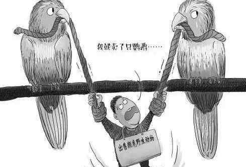 养什么都不要养鹦鹉 买卖皆违法，这些“宠物”鹦鹉可不能养……