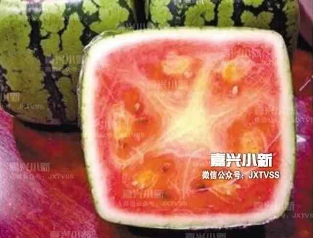 根付 嘉兴一农民年入百万 十年前曾种出“方形”西瓜
