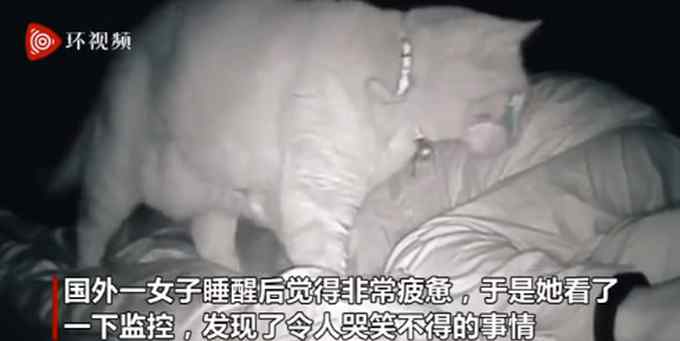 国外一女子半夜被猫“打”了四个小时 网友：猫咪能有什么坏心眼呢
