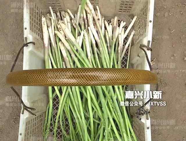 根付 嘉兴一农民年入百万 十年前曾种出“方形”西瓜