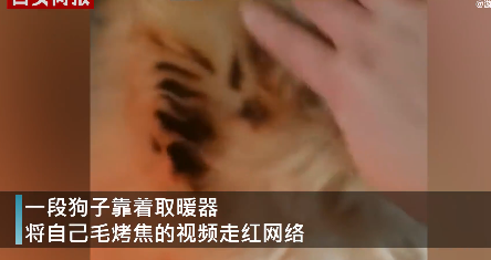 狗狗靠着电暖气取暖毛被烤焦 事情经过真相揭秘！