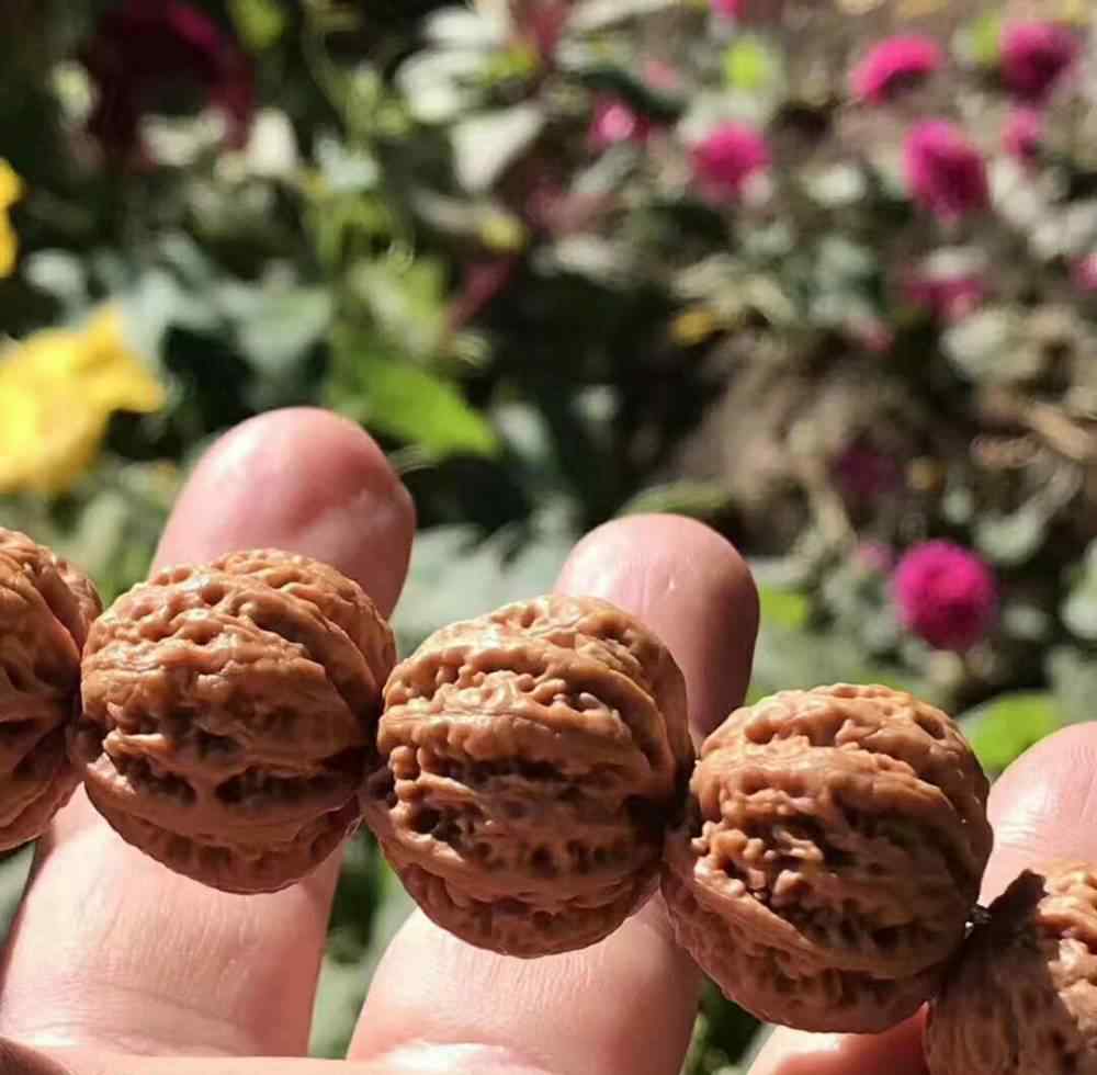 金刚菩提红皮黄皮 金刚菩提皮色深度解析，红皮黄皮到底是咋回事！文章配图