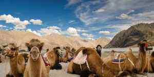 中印边境对峙 印媒：中国加强边境军事行动 印军准备用骆驼了