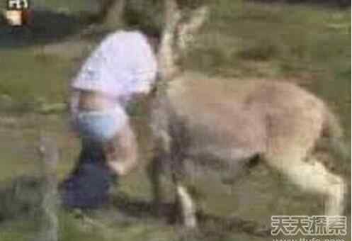 操母猪 奇葩男子竟性侵母猪泄欲 致3头母猪死亡