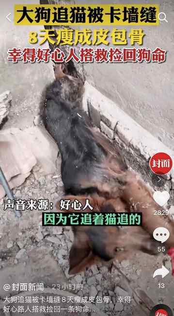 可怜！大狗追猫被卡墙缝8天瘦成皮包骨 幸得好心人搭救捡回一条命