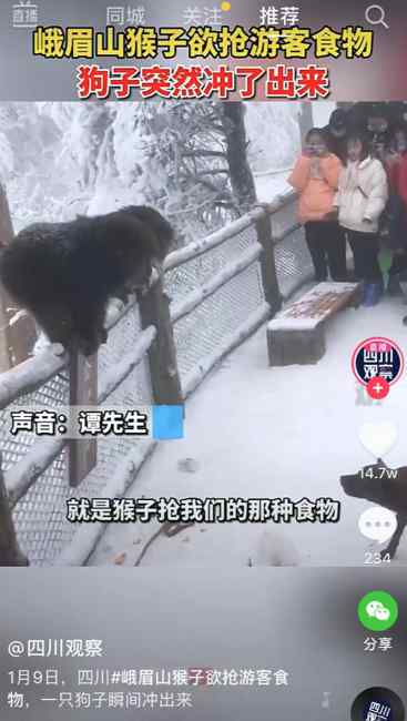 峨眉山猴子欲抢游客食物 狗子突然冲出来 网友：哮天犬大战孙悟空！