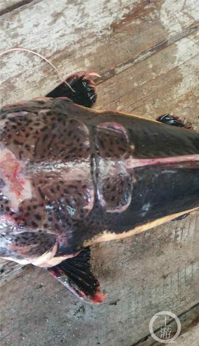 狗仔鲸价格 看似呆萌实则凶猛，有人在南川放生外来物种红尾鲶