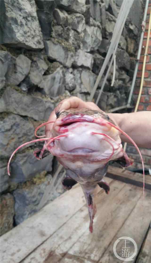 狗仔鲸价格 看似呆萌实则凶猛，有人在南川放生外来物种红尾鲶