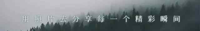拍猫 手把手教你怎么拍“猫”片！文章配图