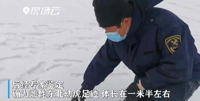 虎出没！黑龙江边境发现野生东北虎脚印 网友：“大王”亲自来巡山