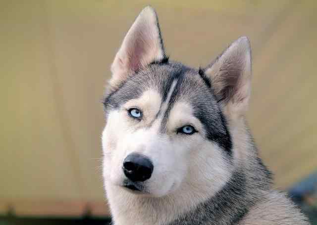 阿拉斯加犬和哈士奇 四个区别哈士奇和阿拉斯加犬的好方法