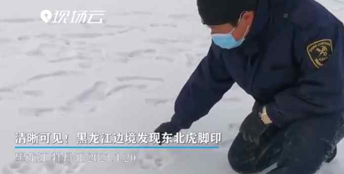 虎出没！黑龙江边境发现野生东北虎脚印 网友：“大王”亲自来巡山