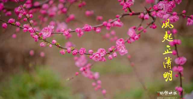 清明节随笔 清明节随笔