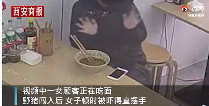 害怕！野猪闯进面馆女顾客被吓得直摆手 网友：换我摆的更快