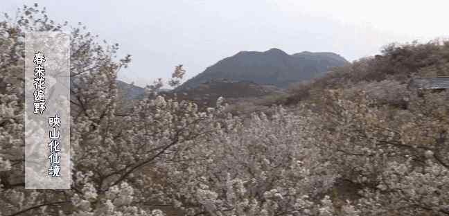 青岛桃花源 青岛“桃花源”你去过了吗？
