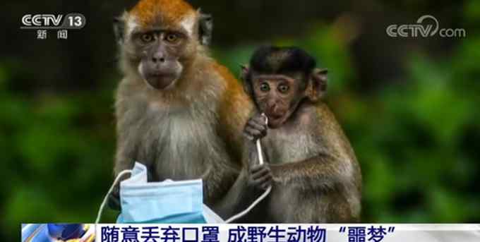 随意丢弃口罩成野生动物噩梦 网友：保护自己 也要保护环境