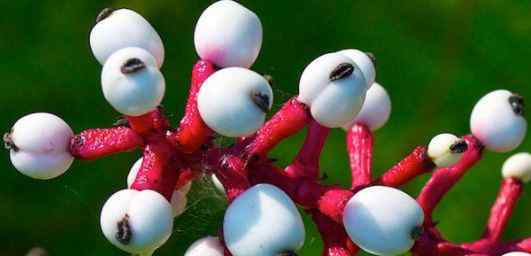 百岁兰 2020世界上十大最神奇植物排行榜 尸臭魔芋7年开一次花