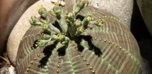 百岁兰 2020世界上十大最神奇植物排行榜 尸臭魔芋7年开一次花