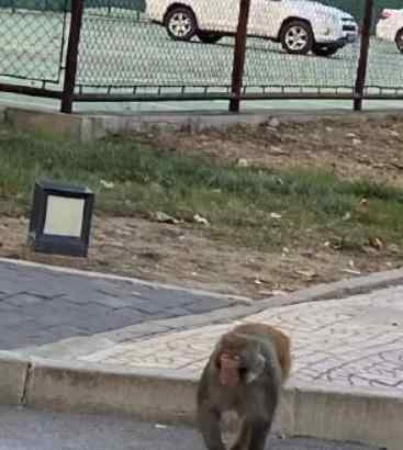 北京闹事 北京闹市有猴出没