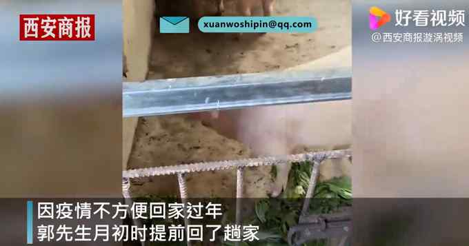 山东男子回家探亲离别时爸妈送重礼 打开轿车后备箱发现一头活猪