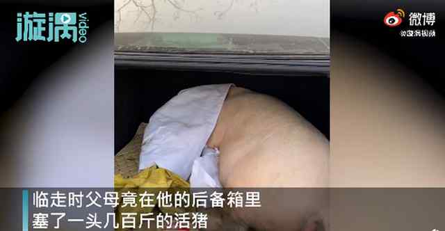 男子回家探亲离别时爸妈送活猪 父母的爱“沉甸甸” 事情经过真相揭秘！