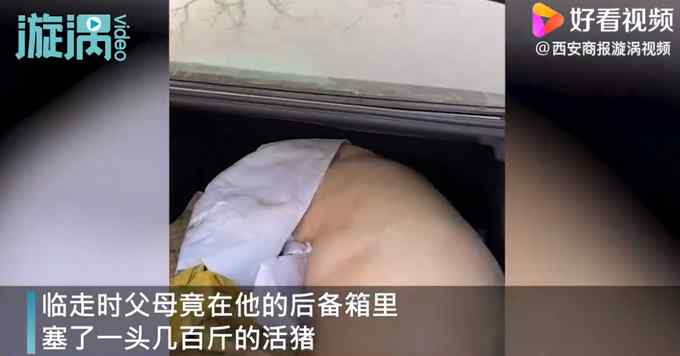 山东男子回家探亲离别时爸妈送重礼 打开轿车后备箱发现一头活猪