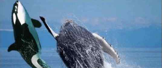 座头鲸的图片 座头鲸殴打虎鲸照片引热议 果壳：图假 事真