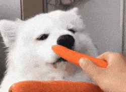 狗狗可以吃白萝卜吗 为什么经常给狗狗吃胡萝卜？因为好处太多了