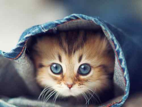 便宜的宠物猫 十大小型宠物便宜又好养，第一种你敢碰吗？