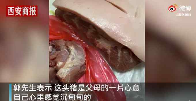 男子回家探亲离别时爸妈送活猪 直接塞进后备箱 网友评论亮了