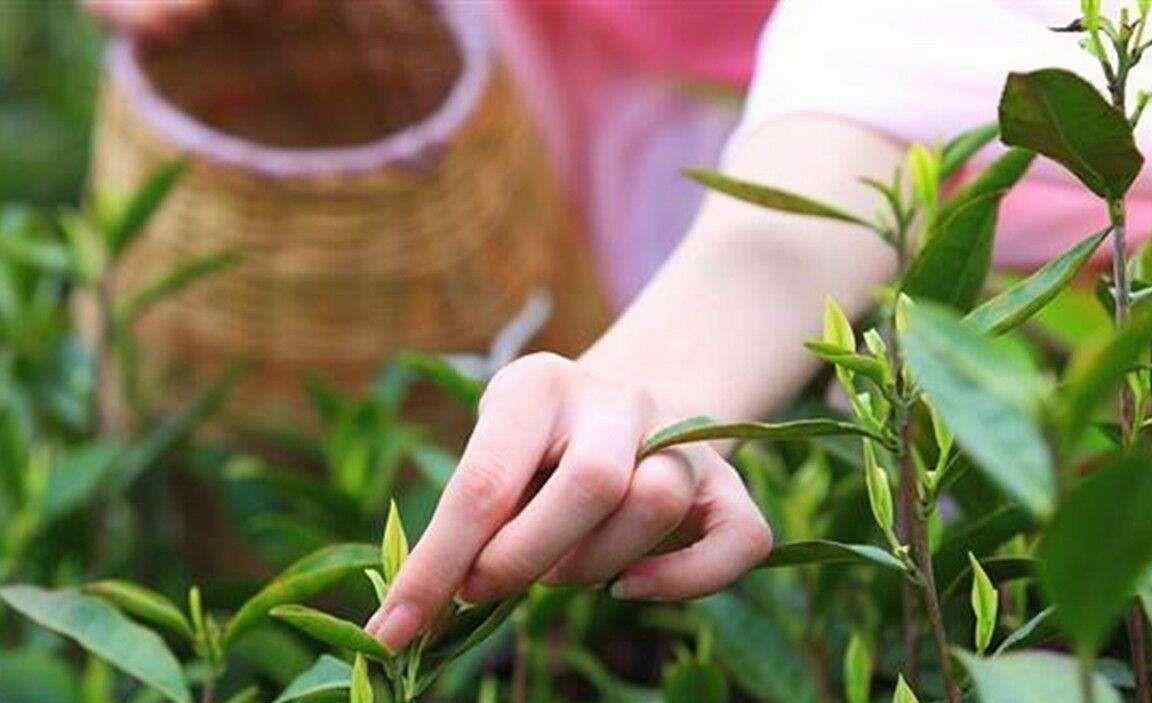 什么茶叶好喝上档次 茶叶的种类有那么多，对于小白来说喝什么茶比较好？