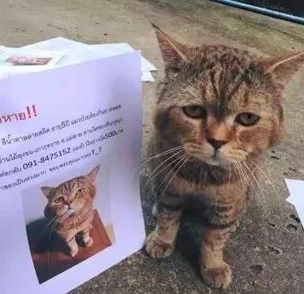 猫叔是谁 谁家猫丢了？长这样↓