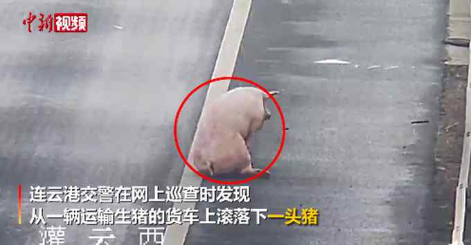 大货车司机为了“捡”猪 高速上倒车被扣12分 网友：偷鸡不成蚀把米