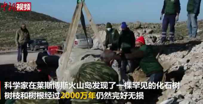 罕见！希腊发现2000万年前化石树 树枝仍完好无损