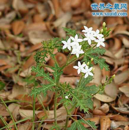 坏女人花 世界十大危险植物，坏女人花会渗出腐蚀性液体