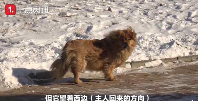 辽宁版忠犬八公！狗狗为去世主人原地等待5年 网友：我怎么哭了……