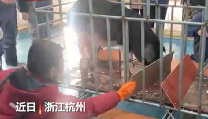 现实版“曹冲称象”！杭州一中学“称猪”实验火了 网友评论笑喷
