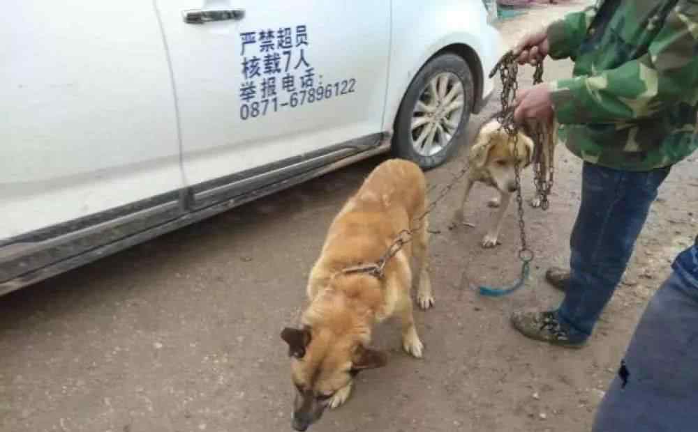 狗肉多少钱一斤 男子因要外出打工，在狗肉区出售两土狗，几元一斤都无人问津