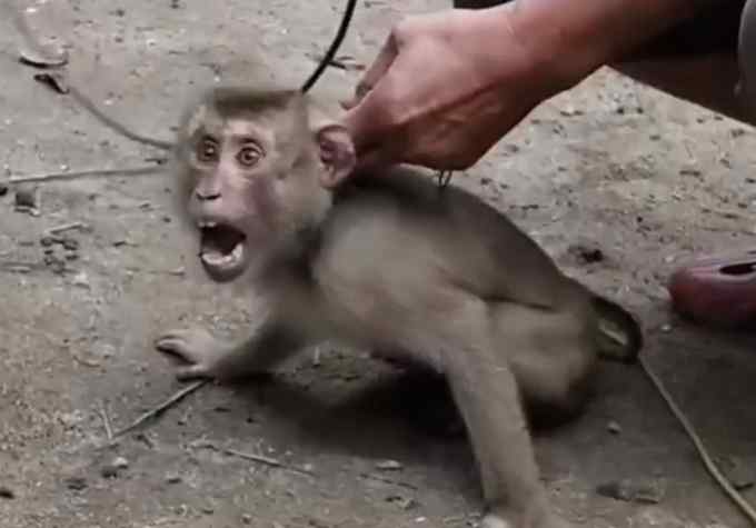 泰国椰奶公司疑给猴子上锁摘椰子遭抵制 猴子惊恐画面令人心痛！