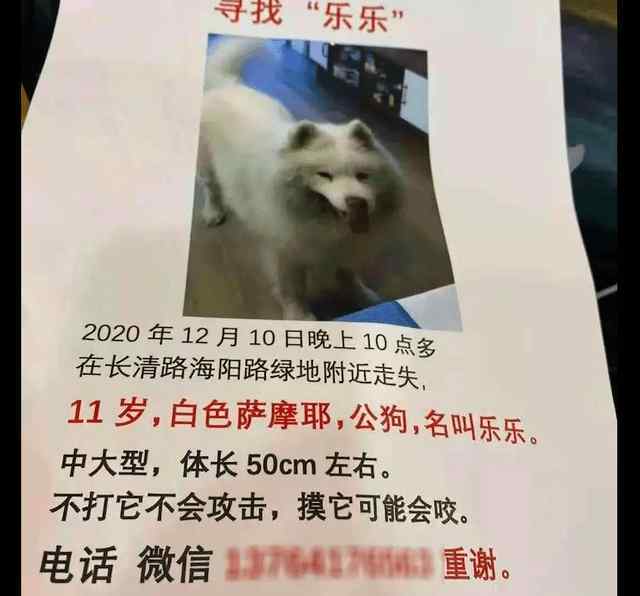 萨摩耶丢了千万别去找 萨摩耶走丢后认错了家，随后它被人活活打死，最后连尸骨也消失了