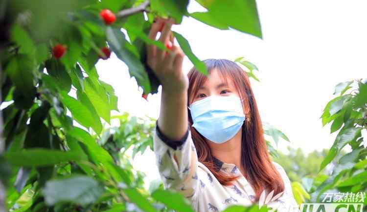 樱桃采摘 又见一年樱桃红!2020肥东樱桃采摘节今日如期举行