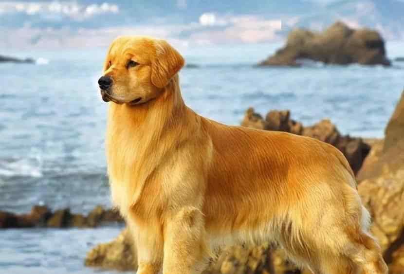 金毛犬的特点 养狗首选“金毛犬”，这几个优点，很少人能拒绝