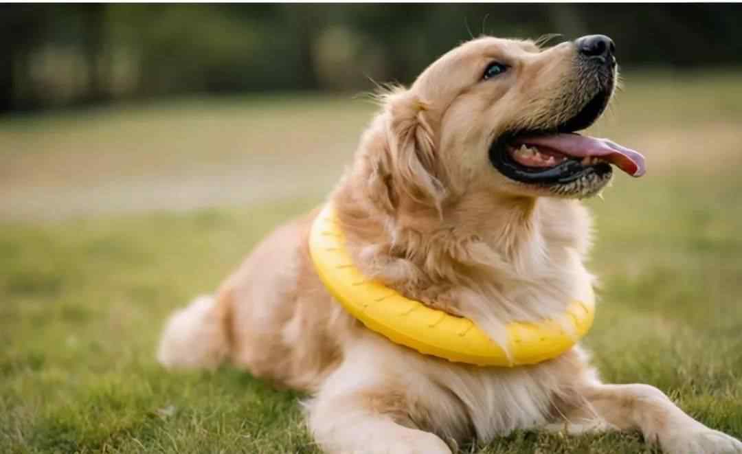 金毛犬的特点 养狗首选“金毛犬”，这几个优点，很少人能拒绝