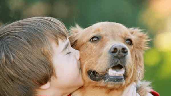 金毛犬的特点 养狗首选“金毛犬”，这几个优点，很少人能拒绝