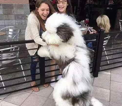 苏牧犬 “颜值智商都在线”的6种牧羊犬，值得你饲养