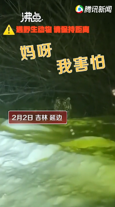 不敢动！吉林女子下班途中偶遇野生东北虎 对视几秒后直呼害怕
